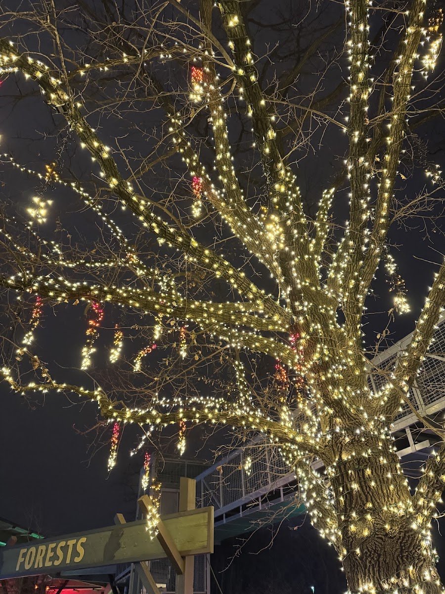 Christmas light installation, photo from Andrea Dutra's review