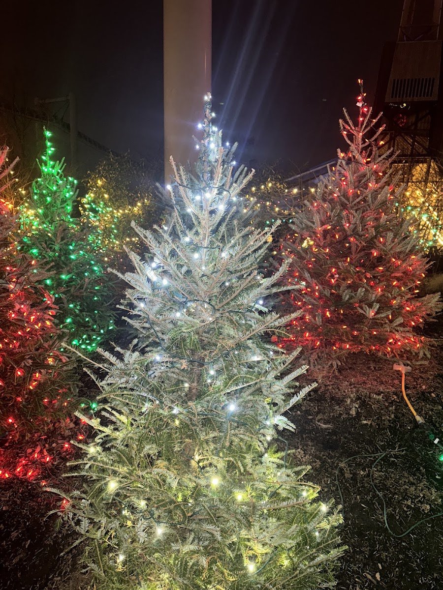 Christmas light installation, photo from Andrea Dutra's review