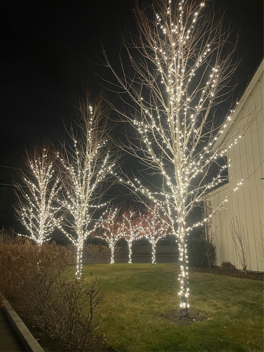 Christmas light installation, photo from Robin Bodell's review