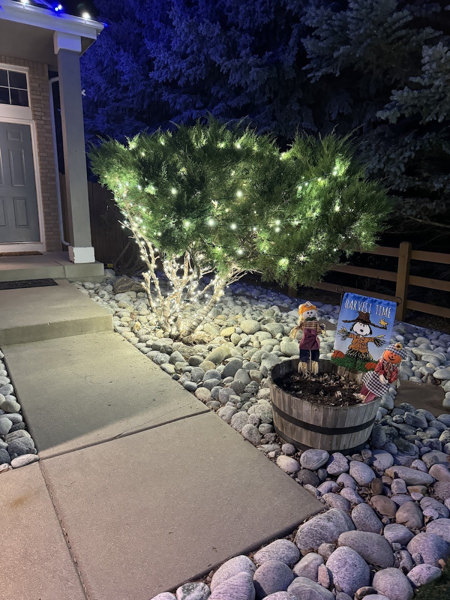 Christmas light installation, photo from Dana Thompson's review
