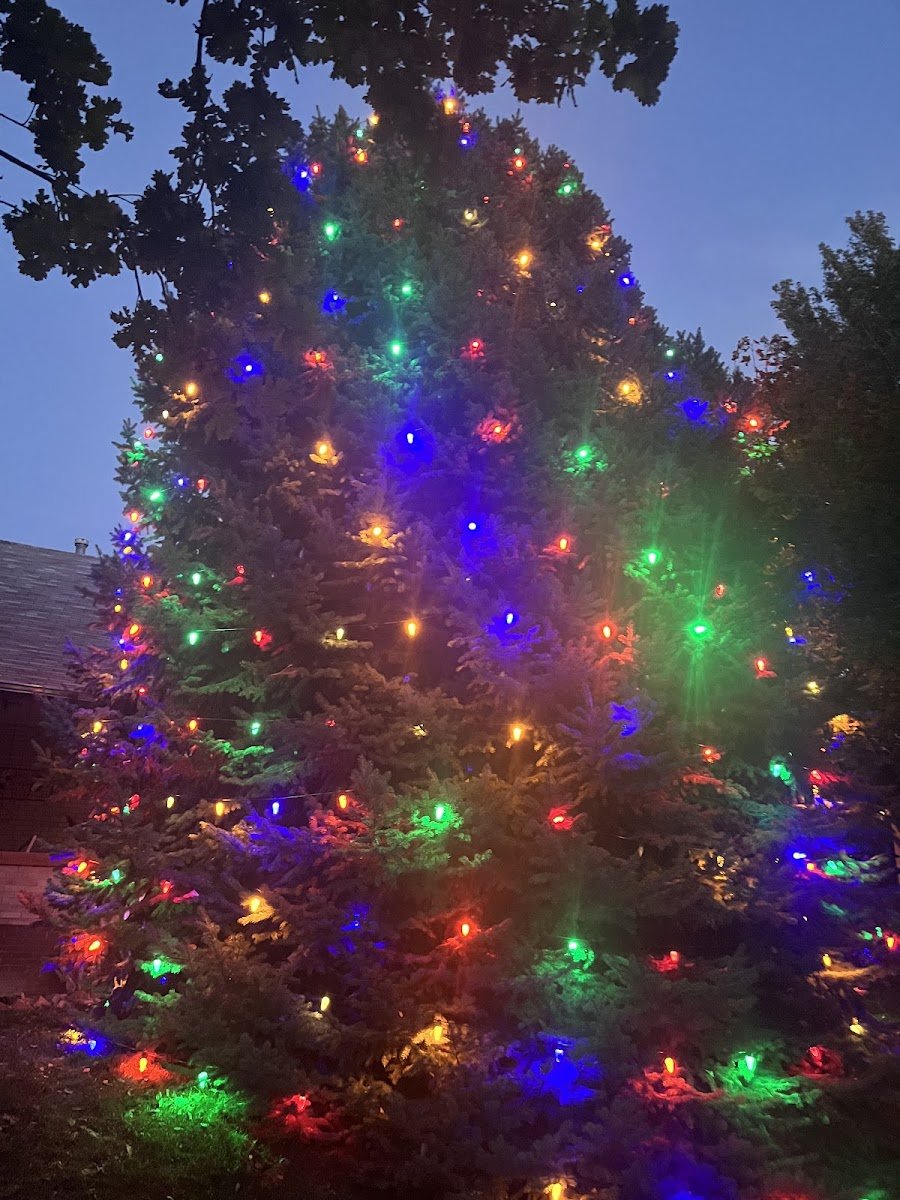 Christmas light installation, photo from Theresa Stephens's review