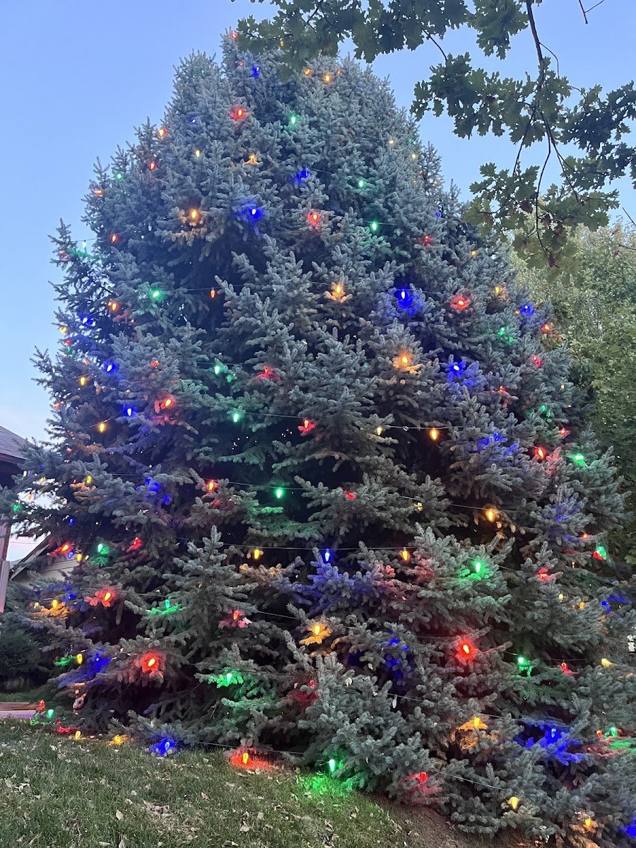 Christmas light installation, photo from Theresa Stephens's review