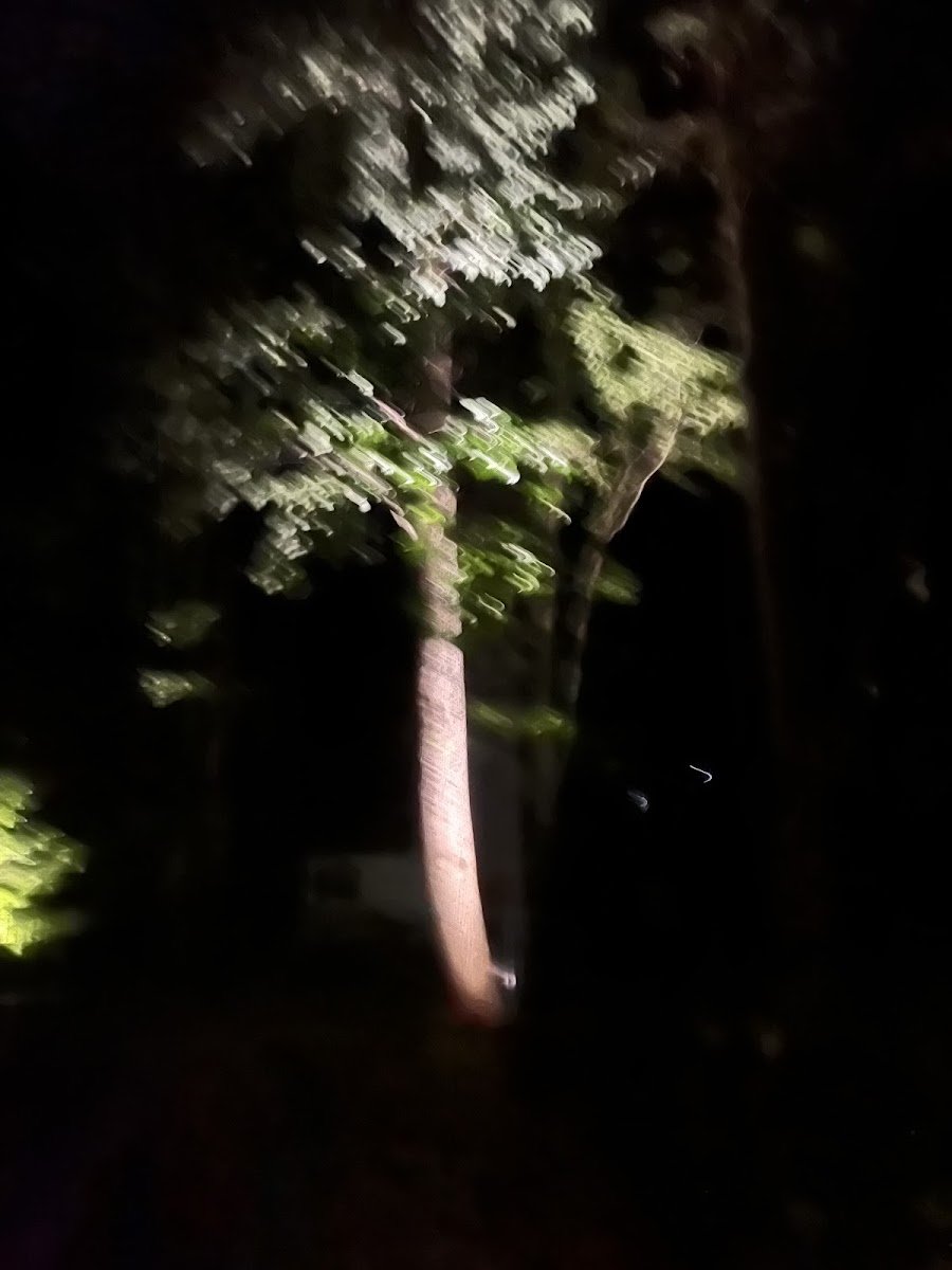 Christmas light installation, photo from Christina Jones's review